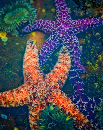 Stars of Smuggler's Cove