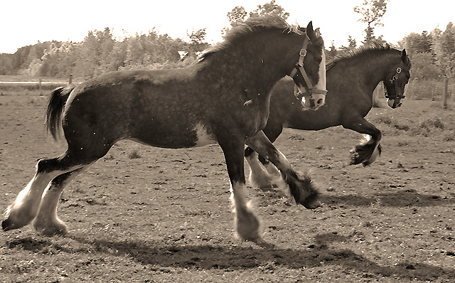 Best friends reliving the days of horse as war machine