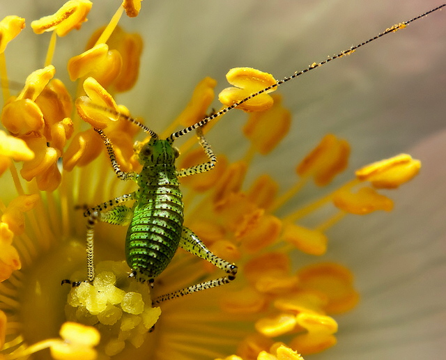 Aphid - The Gardener's Enemy