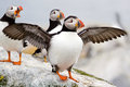 Puffin Up