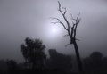 Twilight Mist