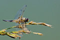 The Four-Spotted Chaser