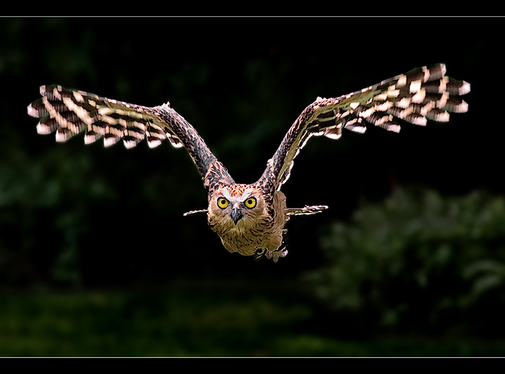 - The Silent Hunter -