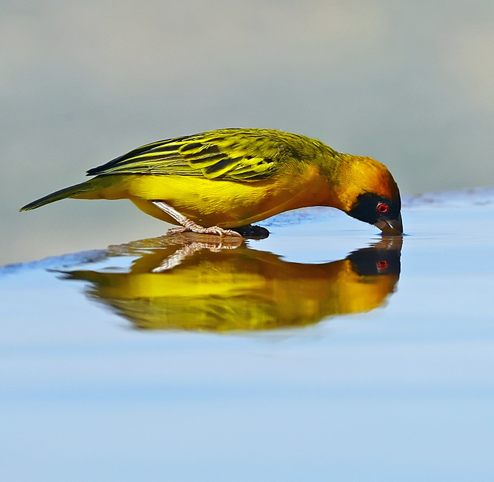 Reflection