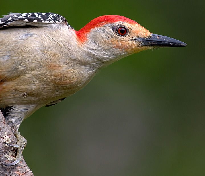 Red-Bellied Woodpecker