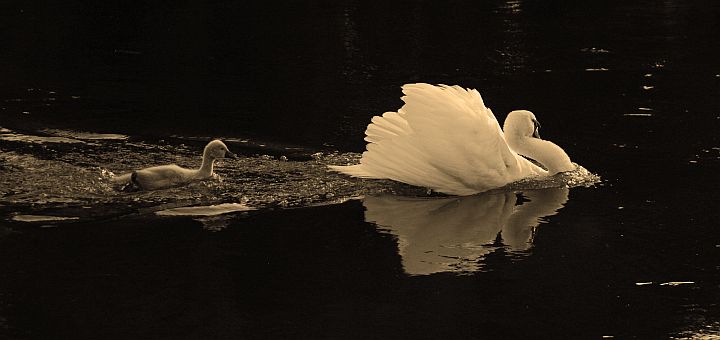 Learning to swim