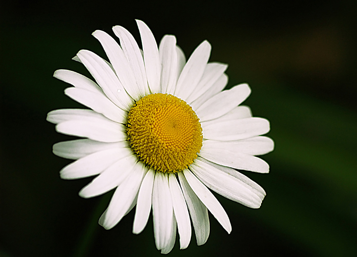 Daisy
