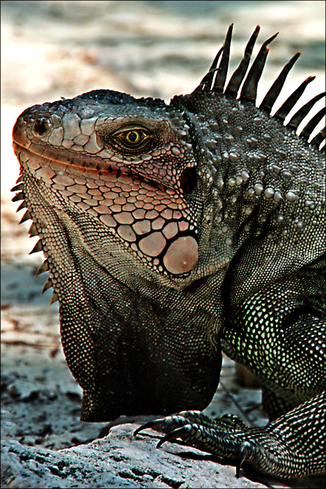 Iguana