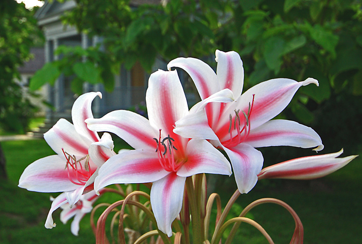 Lilies in the Morning Light