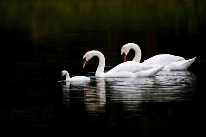 Swan Serenity