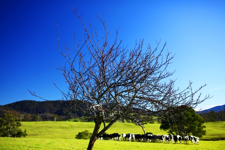Cows