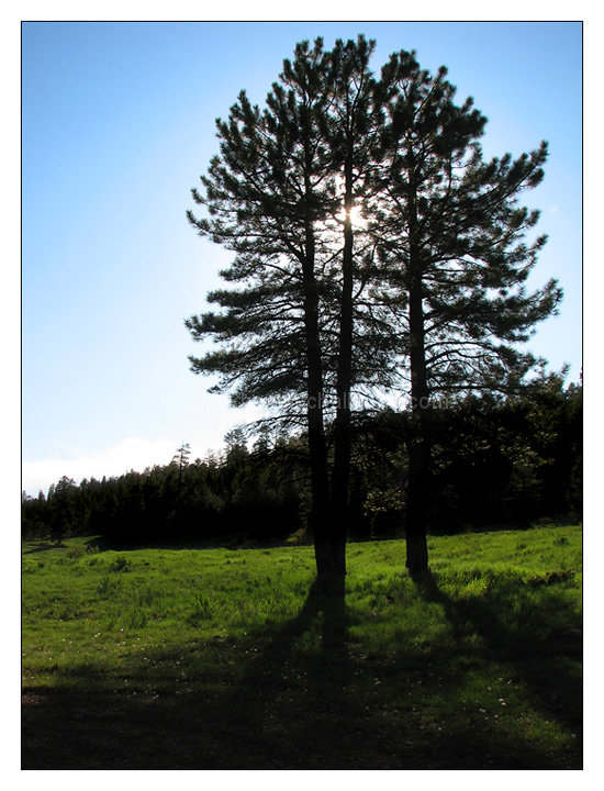 Shadows and Tall Trees