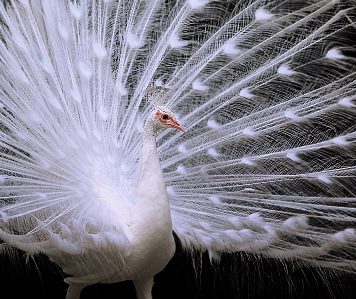 White Peacock