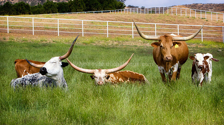 California's Happier Cows