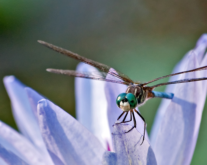 Garden Visitor