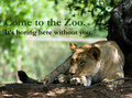 Come to The Zoo