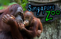 Kissing Game at the Singapore Zoo