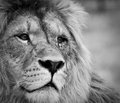 king