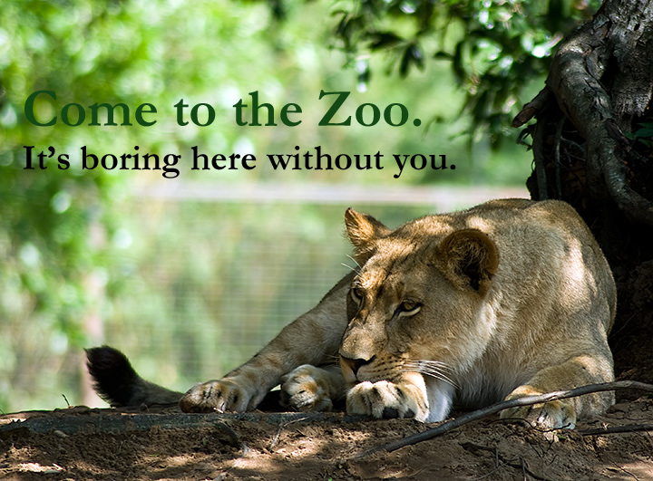 Come to The Zoo
