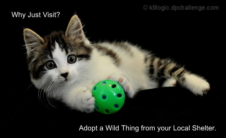 Wild Thing