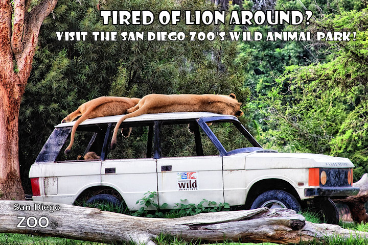 Just Lion Around.