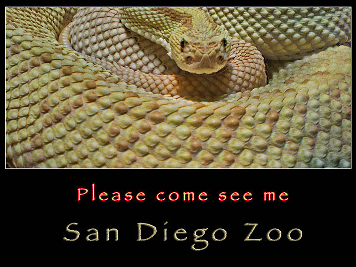 San Diego Zoo Reptile House
