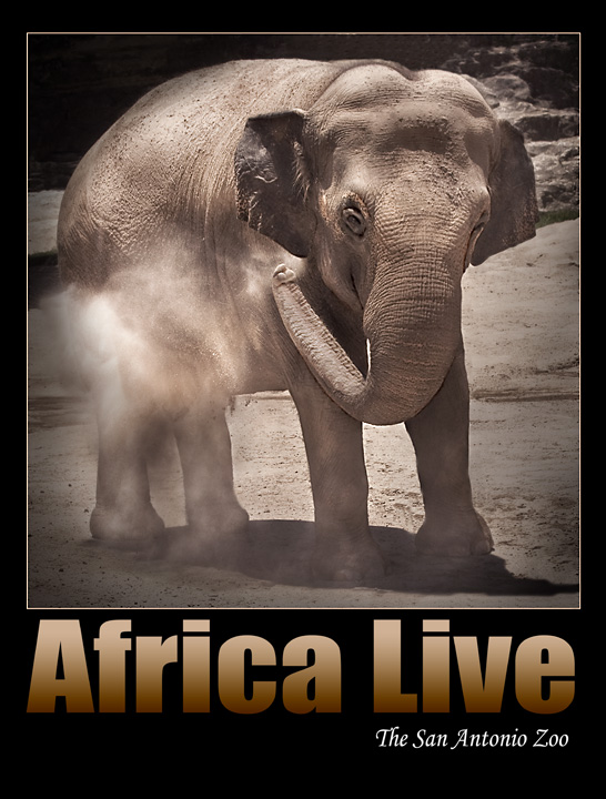 Africa Live