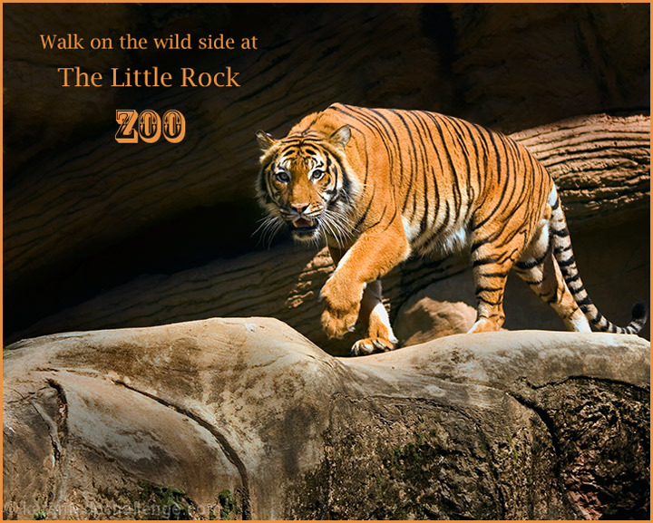 Walk on The Wild Side