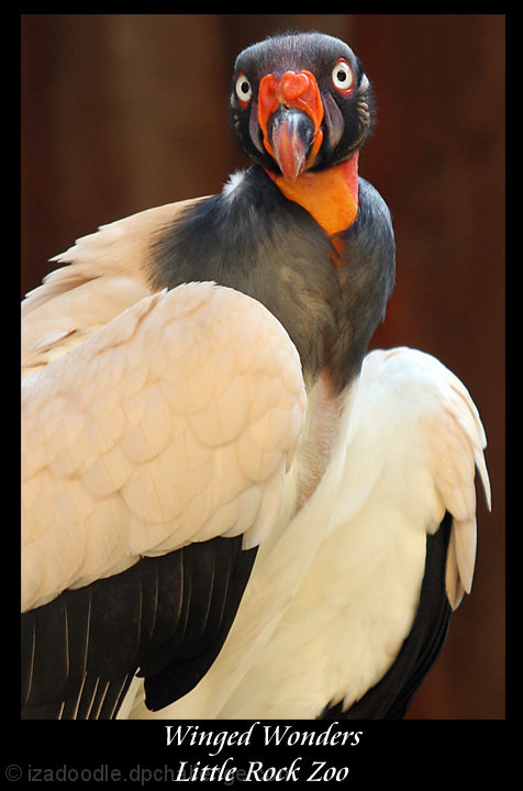 Winged Wonders ~ Little Rock Zoo