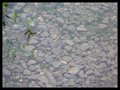 Shallow pond