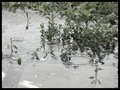Roks Beneath A Puddle