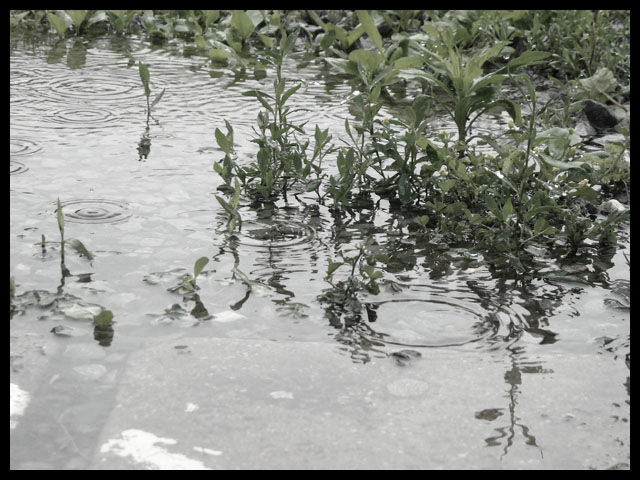 Roks Beneath A Puddle