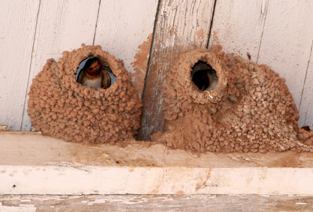  Cave Swallow Adobe