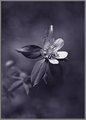 Aquilegia