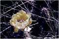 Cactus Flower