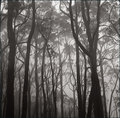..A misty morning in the forest