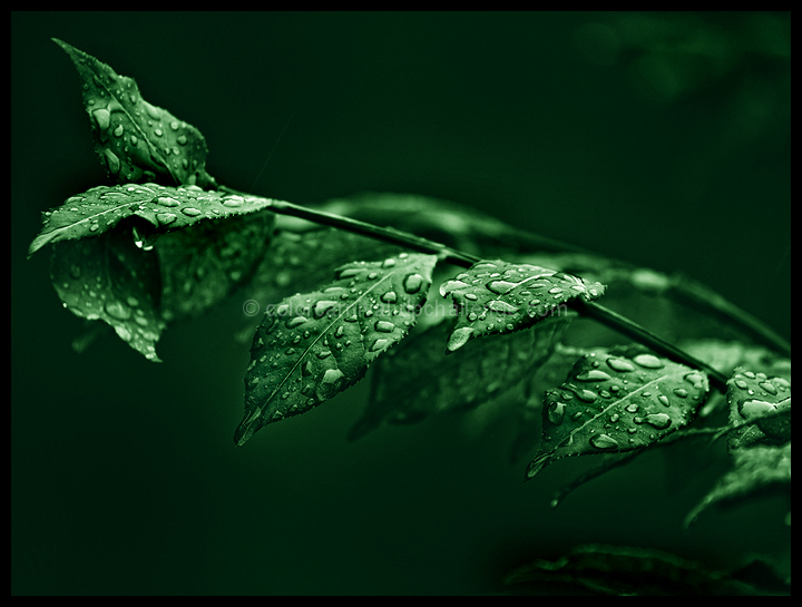 Minty Fresh