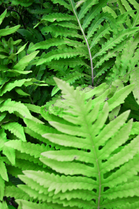 Fern