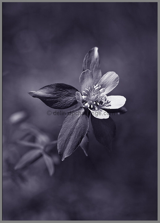 Aquilegia