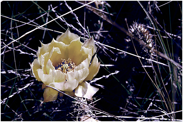 Cactus Flower