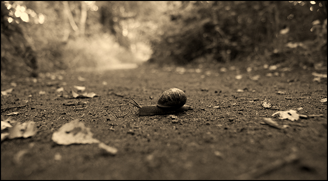 A slow dash across the path.