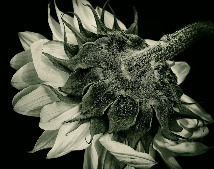Essence of Verde