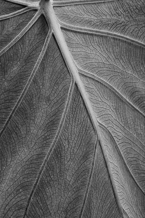 Elephant Ear macro