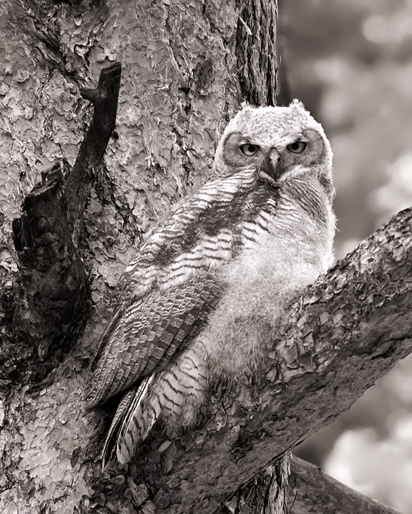 Great Horned Owlet, a fledgling