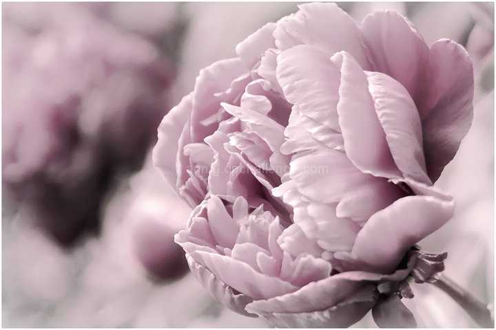 Peony