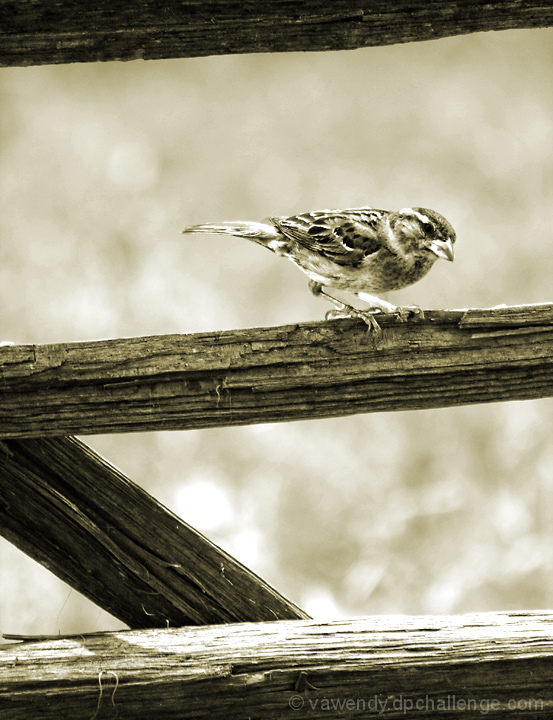 on the fence