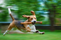 Rocket dog