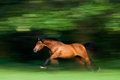 Horse Power
