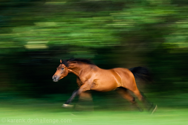 Horse Power