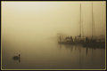 Calm Waters in the Morning Fog